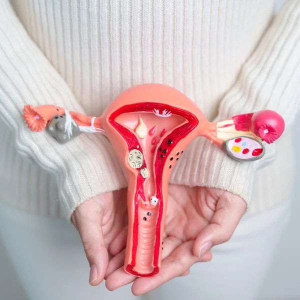 Endometrial and Ovarian Health